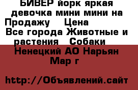 БИВЕР йорк яркая девочка мини мини на Продажу! › Цена ­ 45 000 - Все города Животные и растения » Собаки   . Ненецкий АО,Нарьян-Мар г.